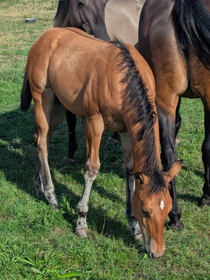 Pouliche Quarter Horse dun 96% fondation