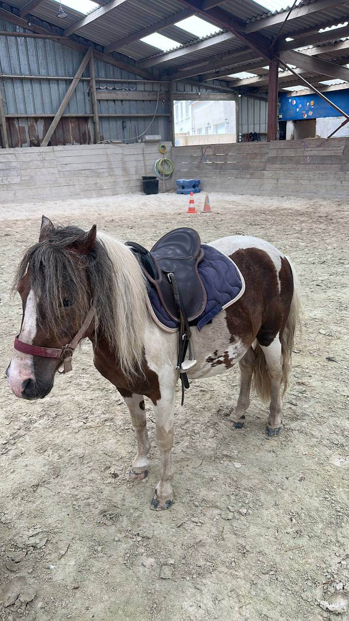 Poney type shetland 