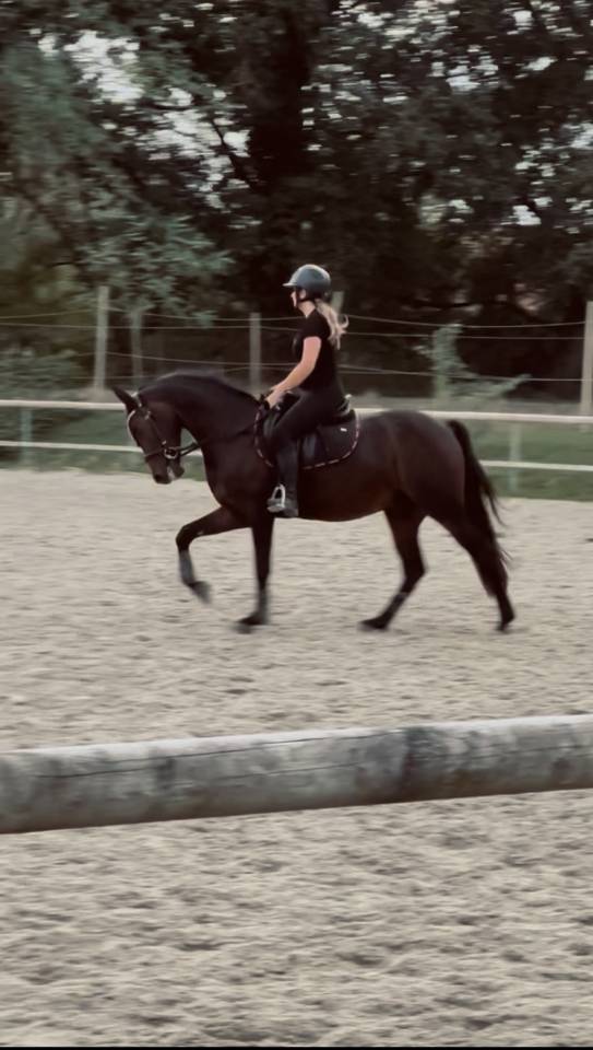 Poney selle fran&ccedil;ais 