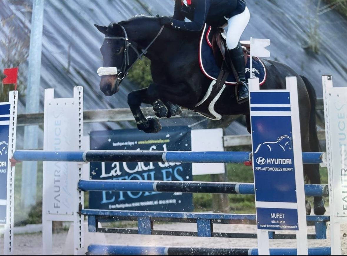 Poney selle fran&ccedil;ais 