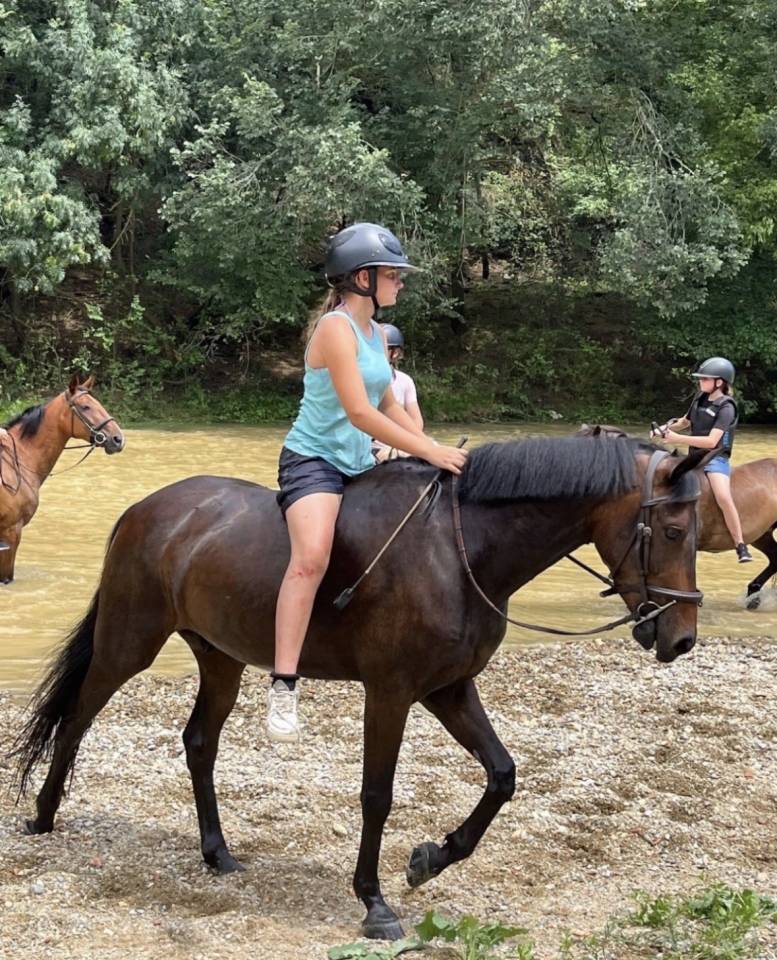 Poney selle fran&ccedil;ais 