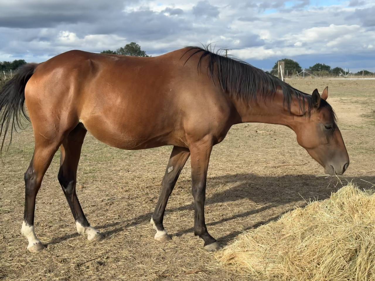 Cheval de loisir 4 ans TF