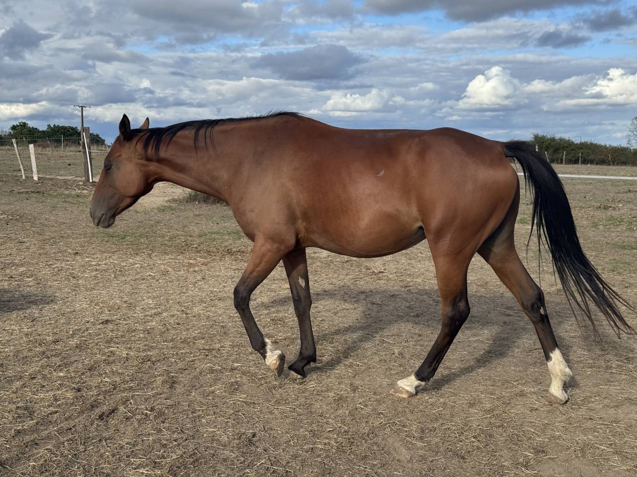 Cheval de loisir 4 ans TF