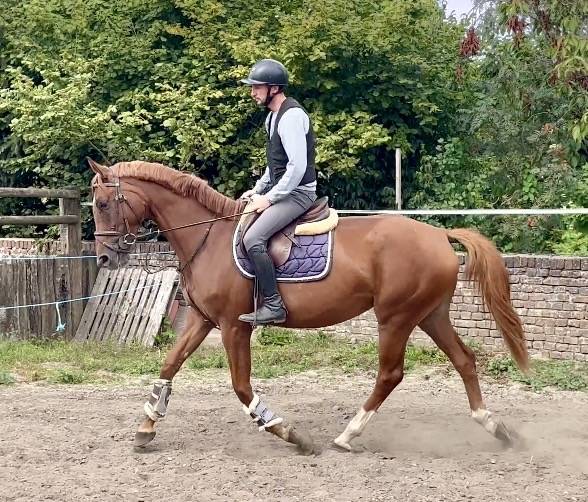 Jolie jument 4 ans, +-1m67, Origine Conthargos