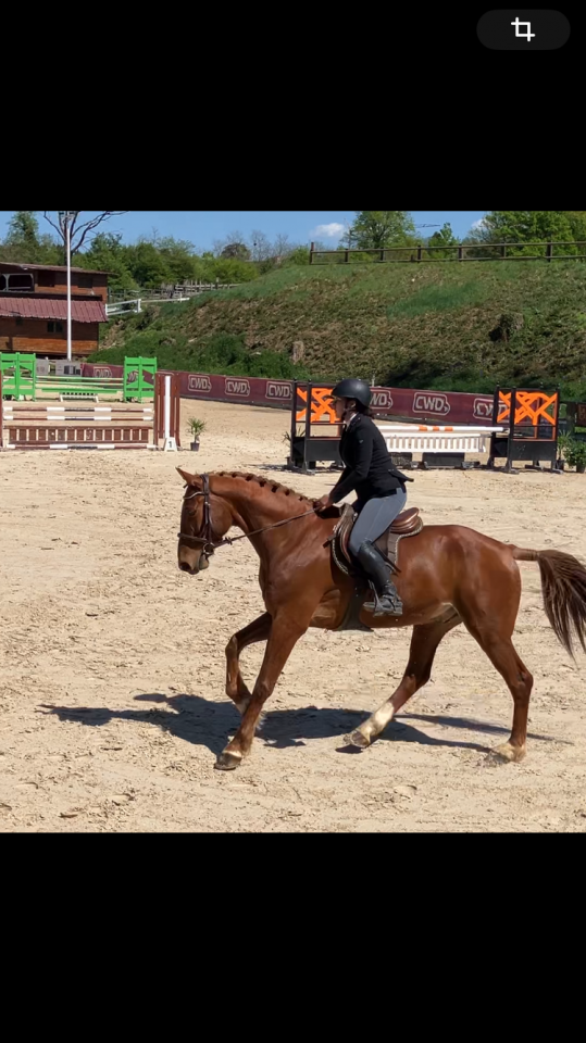 Cheval 5 ans holsteiner