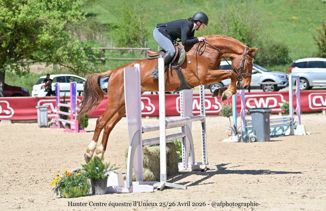 Cheval 5 ans holsteiner