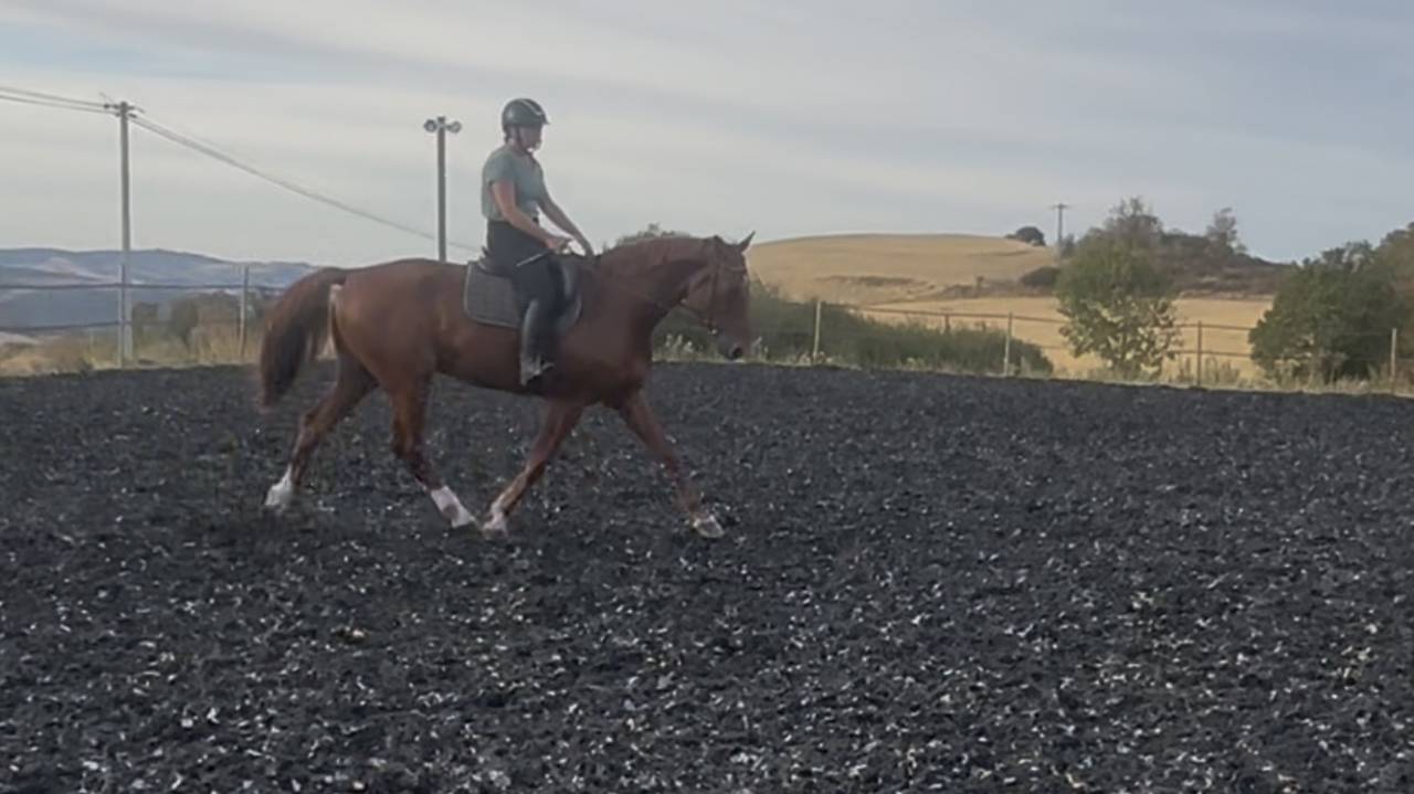 Cheval 5 ans holsteiner