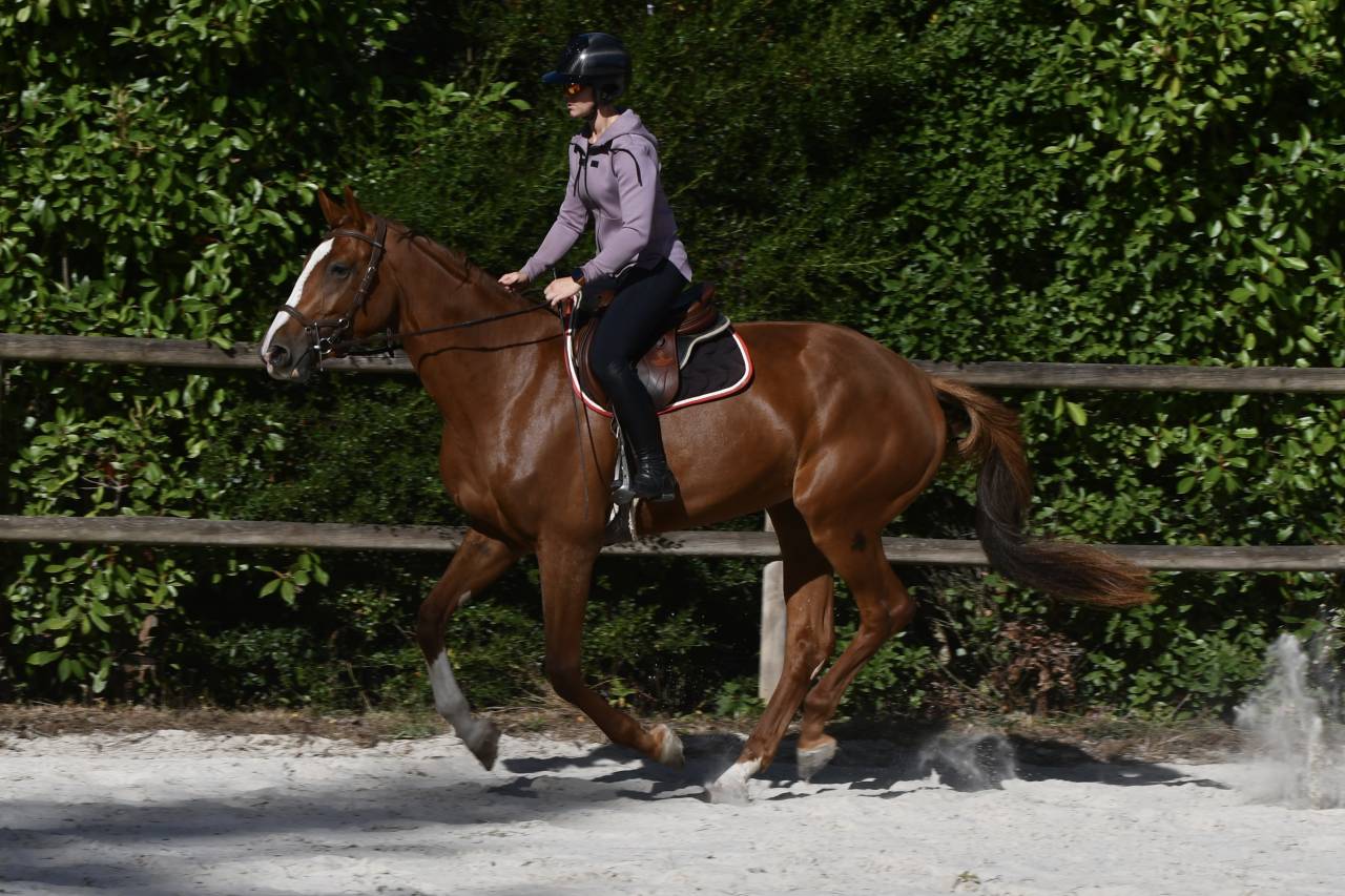 Jument 3 ans selle fran&ccedil;ais 