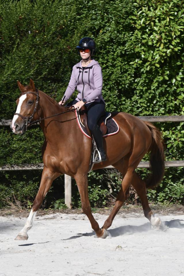 Jument 3 ans selle fran&ccedil;ais 