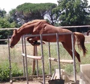 Pouliche supers origines sport