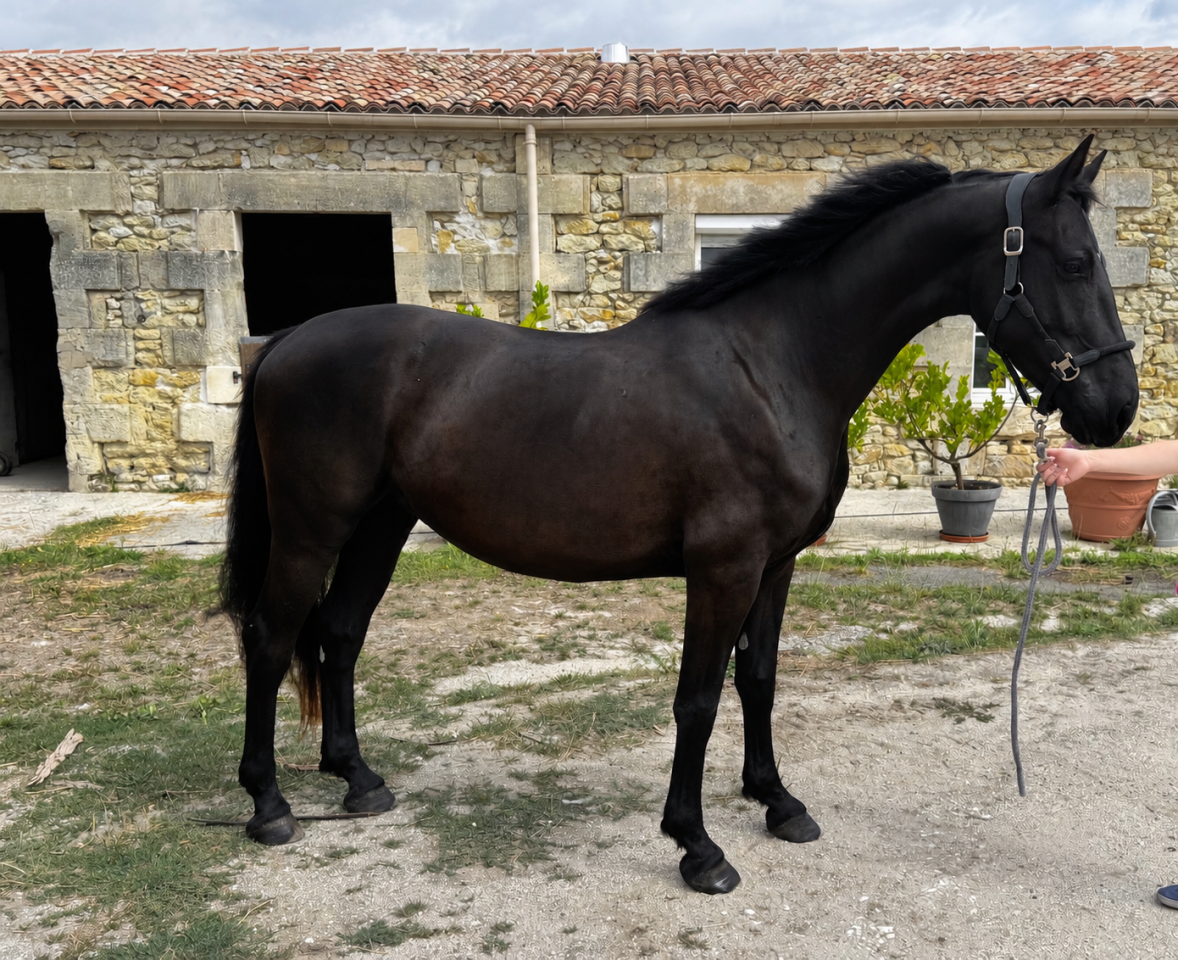 &Agrave; VENDRE &ndash; NOIRE D&Eacute;SIR HTB