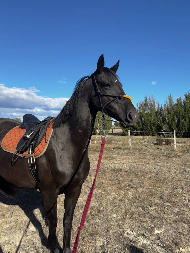 &Agrave; VENDRE &ndash; NOIRE D&Eacute;SIR HTB