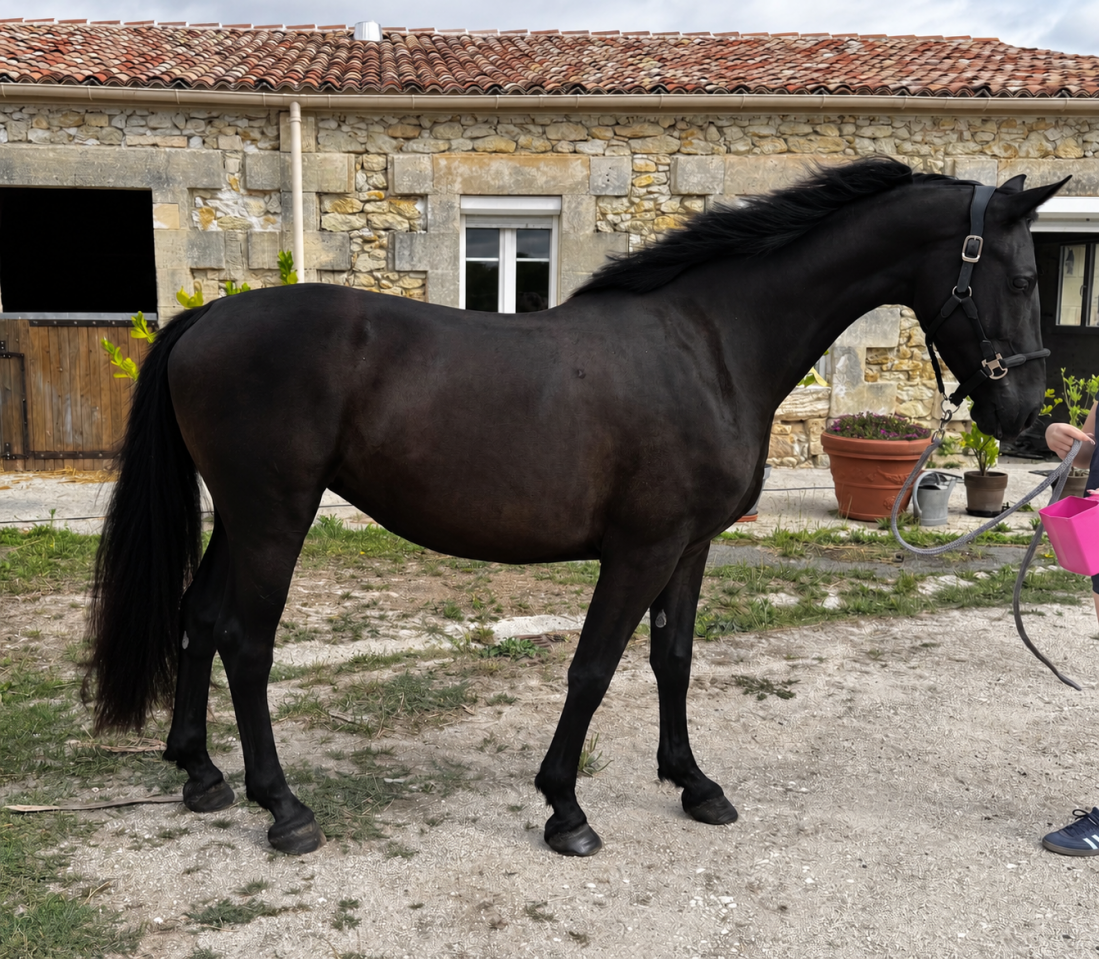 &Agrave; VENDRE &ndash; NOIRE D&Eacute;SIR HTB