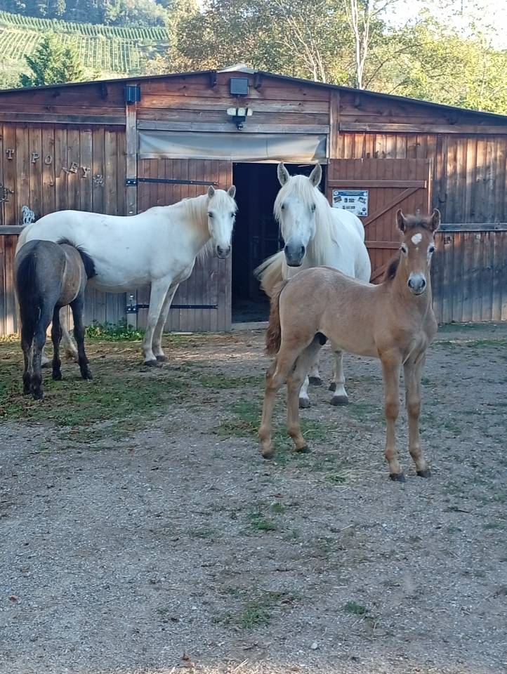 Camargue PP