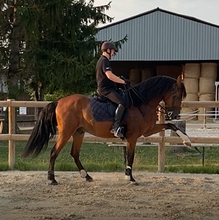 Tres bel PRE de 8 ans, haut niveau dressage