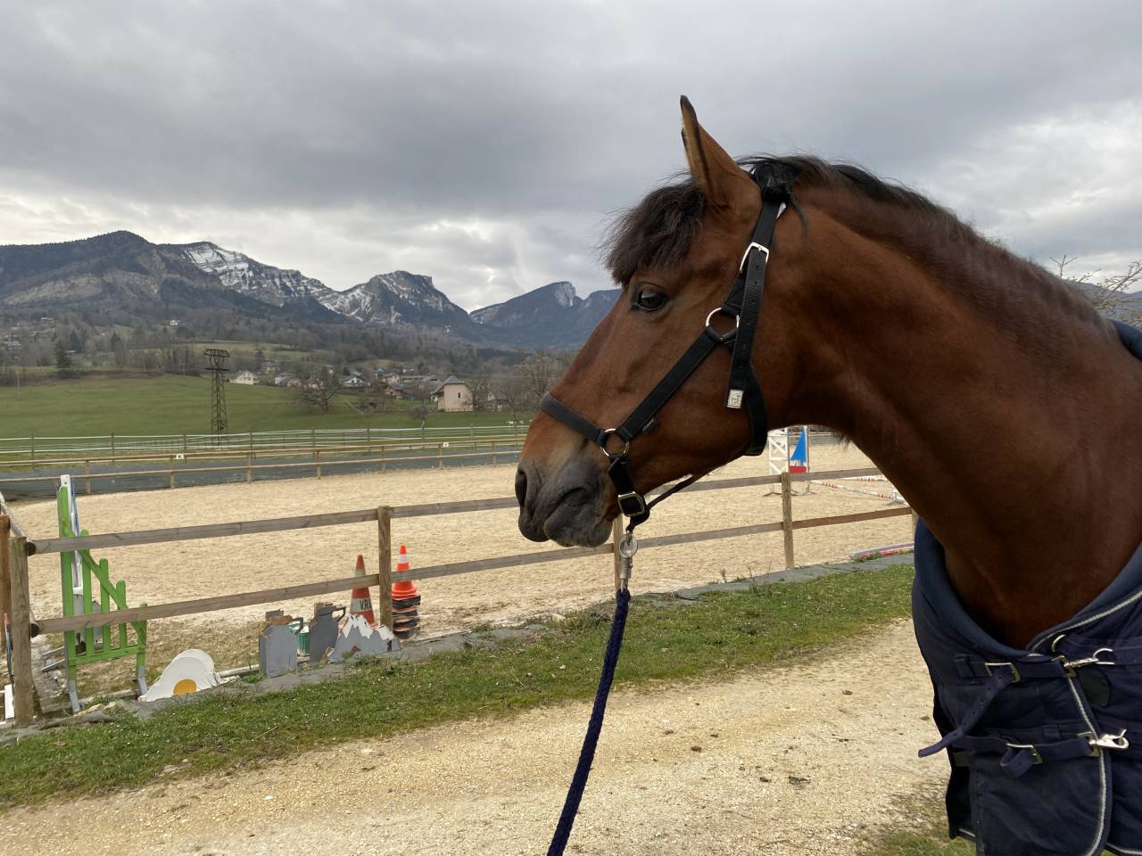 Tres bel PRE de 8 ans, haut niveau dressage