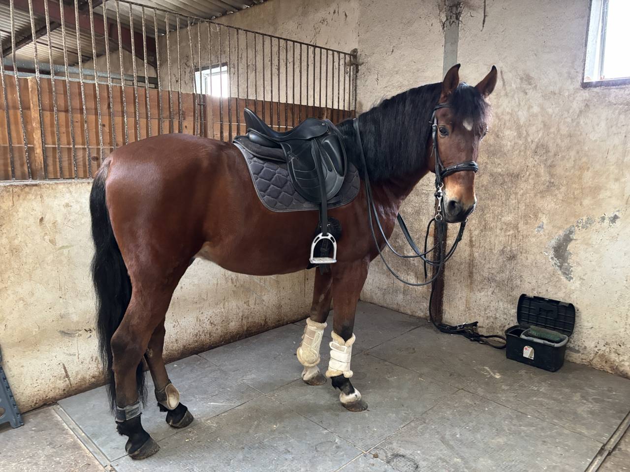 Tres bel PRE de 8 ans, haut niveau dressage