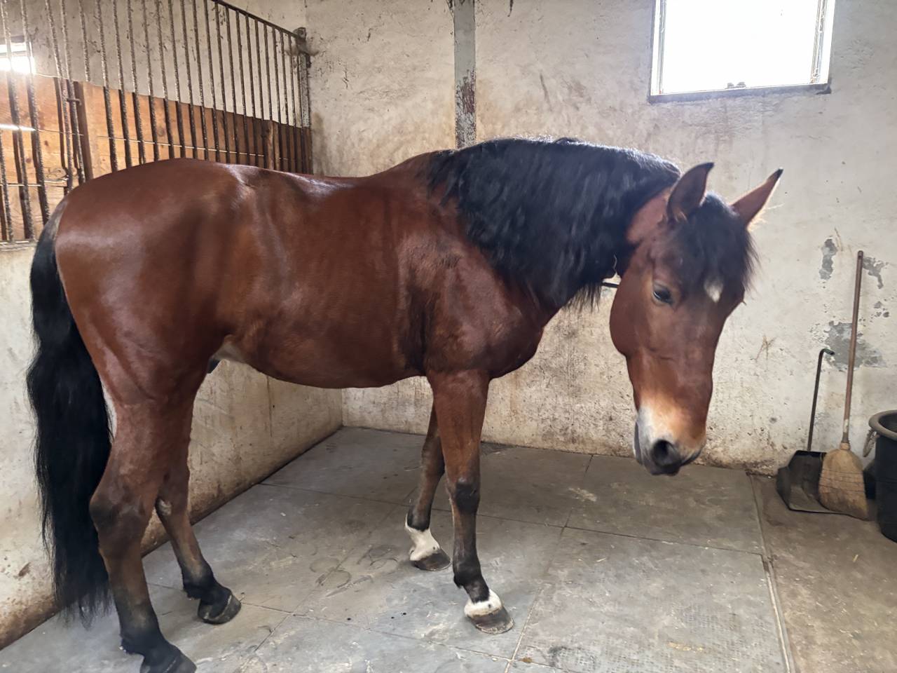 Tres bel PRE de 8 ans, haut niveau dressage