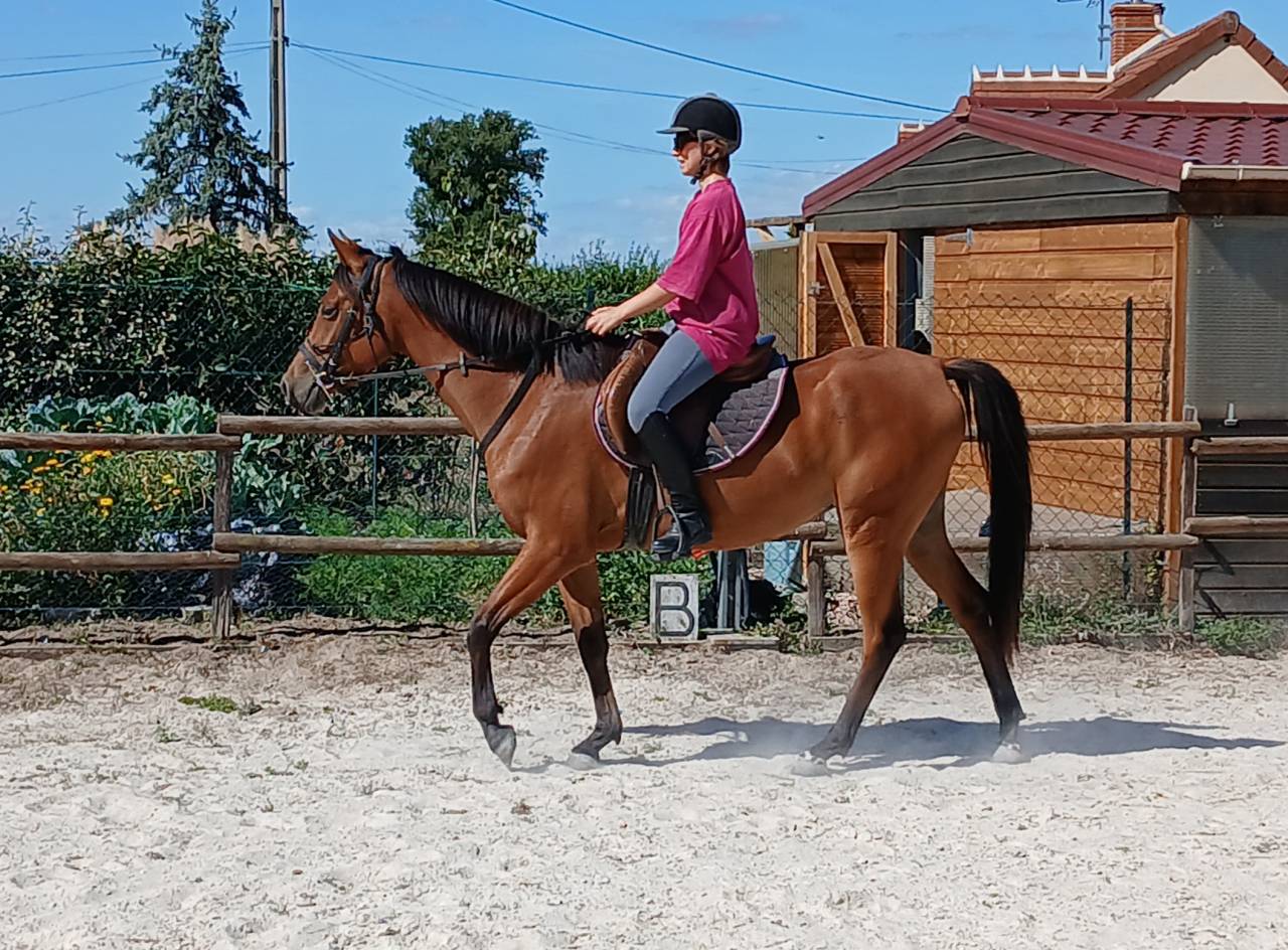 Ponette D 3 ans 145 cce cso trec endurance