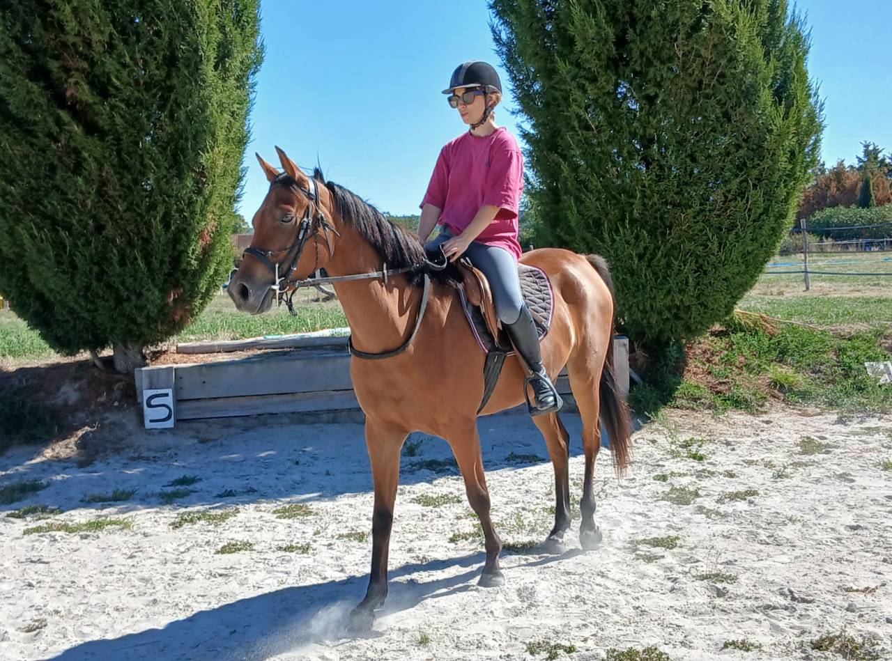  Ponette D 3 ans 145 cce cso trec endurance