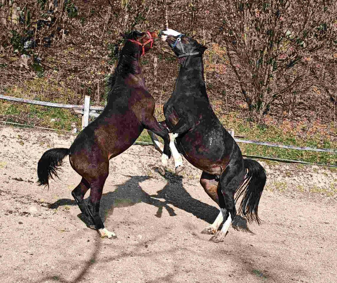 &Agrave; VENDRE &ndash; JEUNE &Eacute;TALON KWPN &times; TRAKEHNER