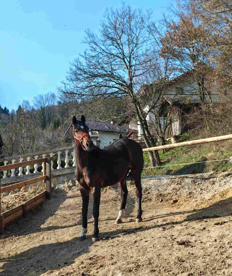 &Agrave; VENDRE &ndash; JEUNE &Eacute;TALON KWPN &times; TRAKEHNER