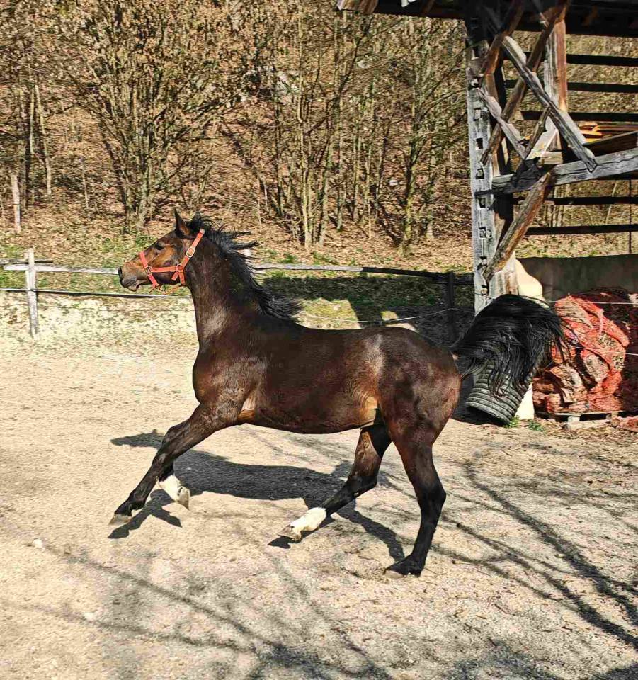 &Agrave; VENDRE &ndash; JEUNE &Eacute;TALON KWPN &times; TRAKEHNER