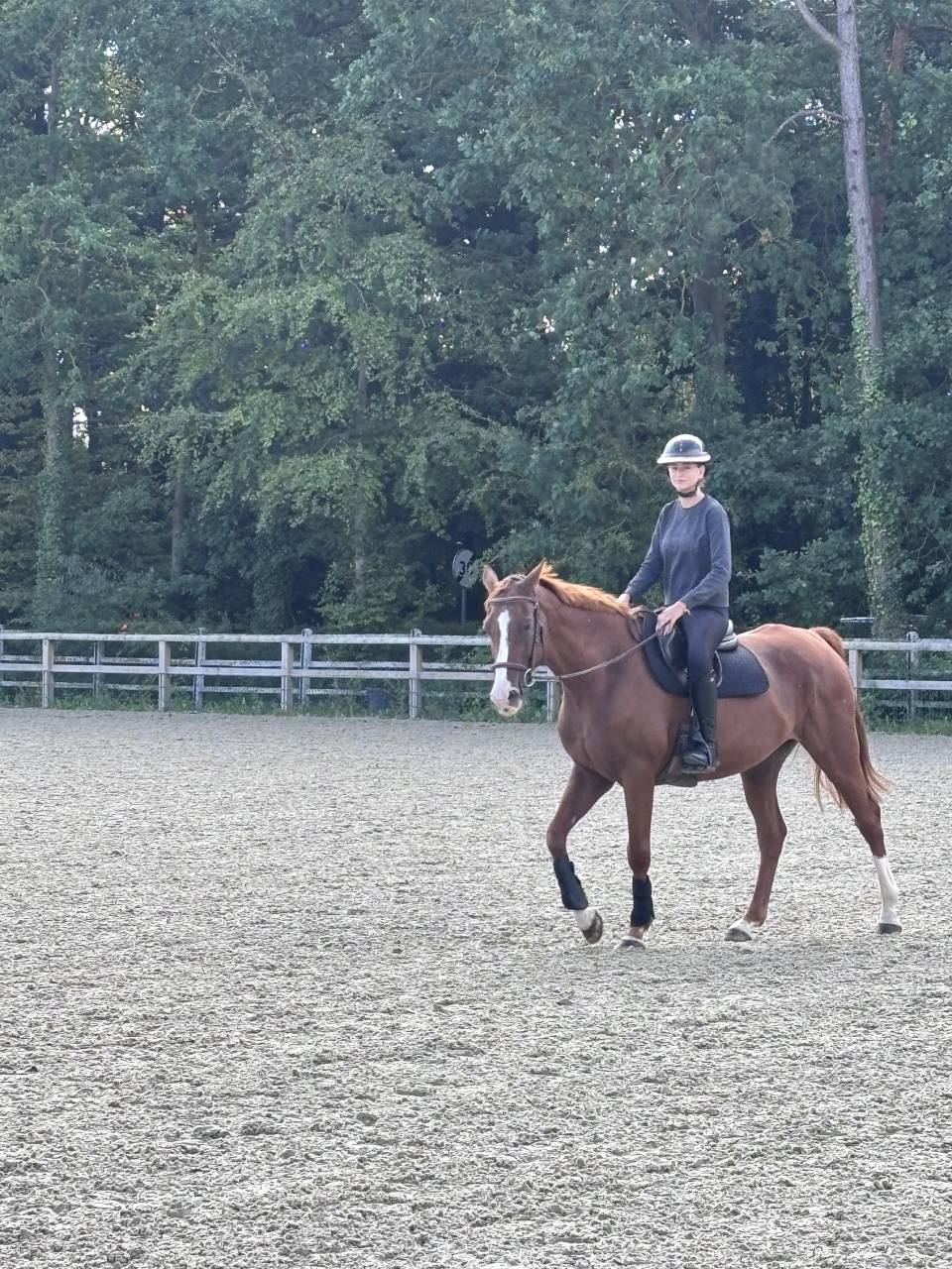 ⭐ Hongre OC 13 ans &ndash; 1,68 m &ndash; Exp&eacute;rience Amateur 3 &ndash; Ch