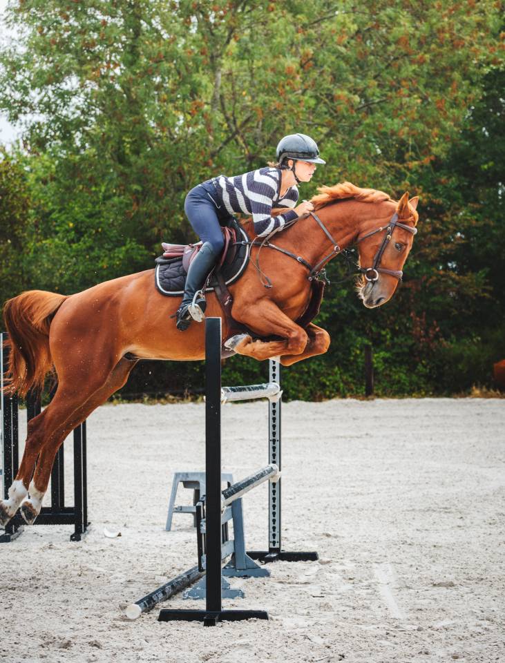 Hongre de 4 ans - 162cm - Normandie 