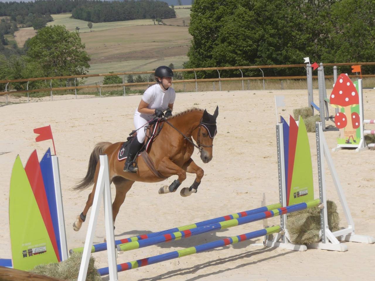 Hongre 12 ans