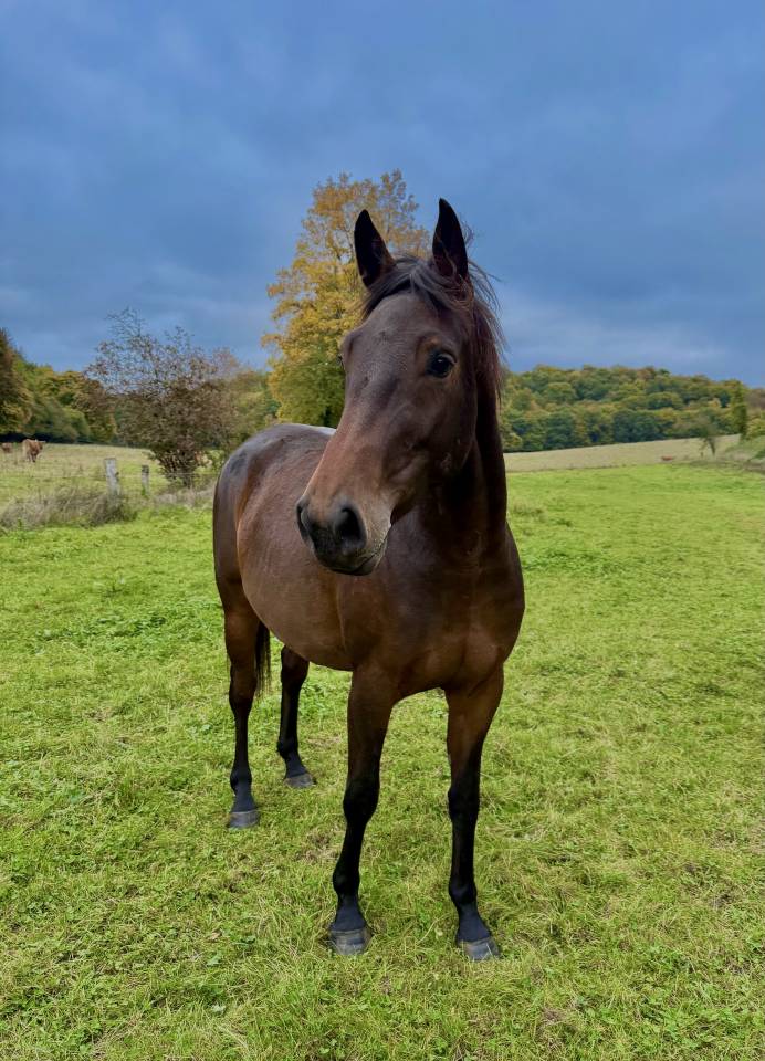 Cheval 