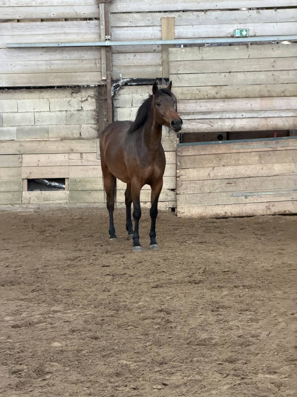 Cheval 