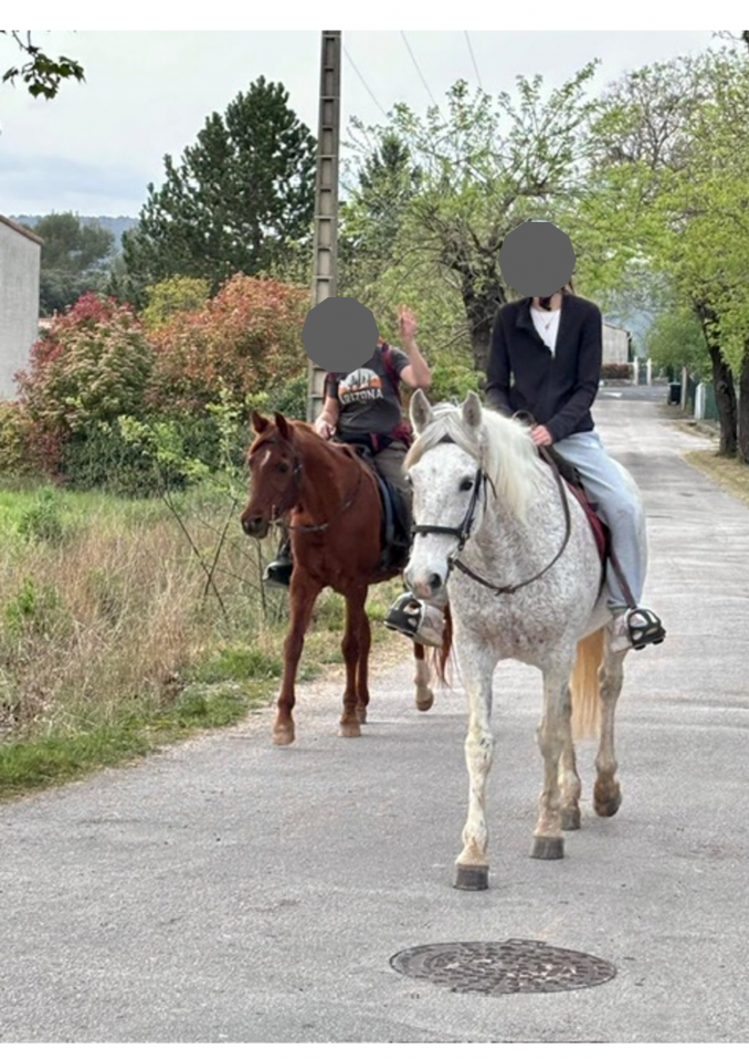 &Agrave; vendre &ndash; Hongre espagnol de 14 ans &ndash; 1,54 m