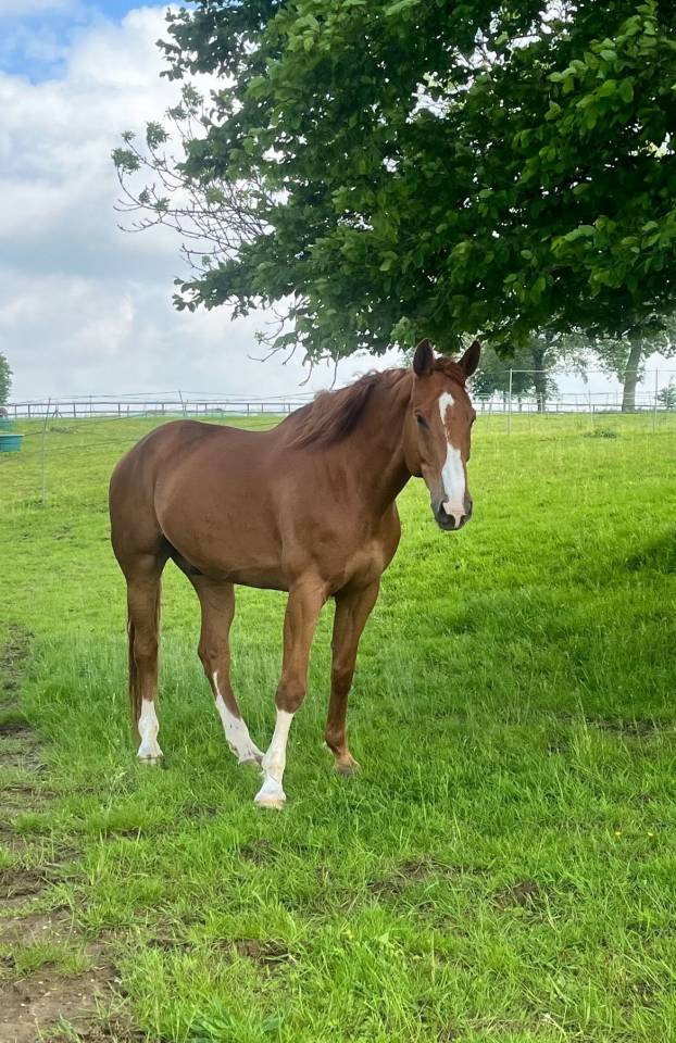 Cheval Hongre Selle Fran&ccedil;ais