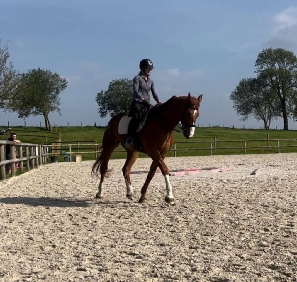 Cheval Hongre Selle Fran&ccedil;ais