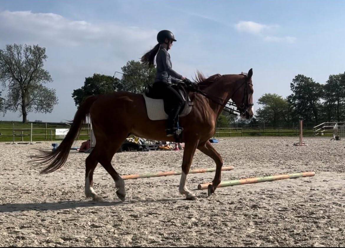 Cheval Hongre Selle Fran&ccedil;ais