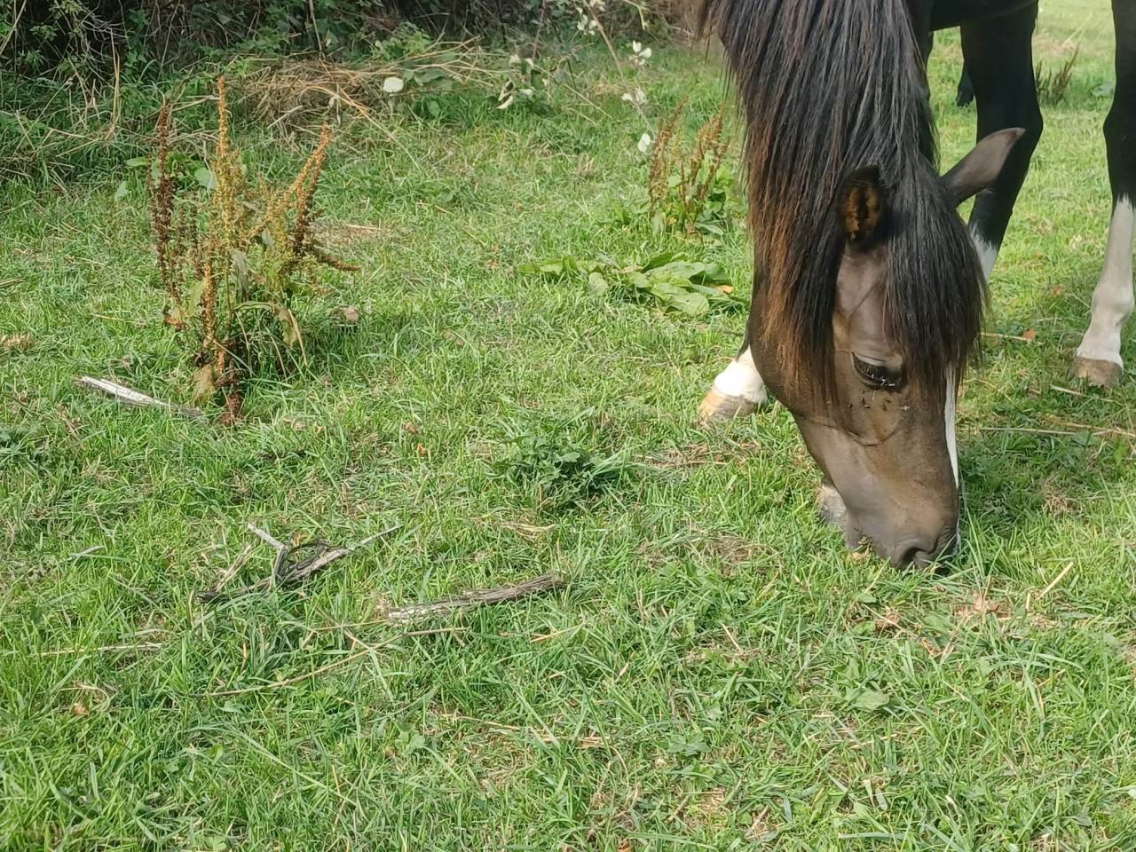Poney PFS C 2 ans