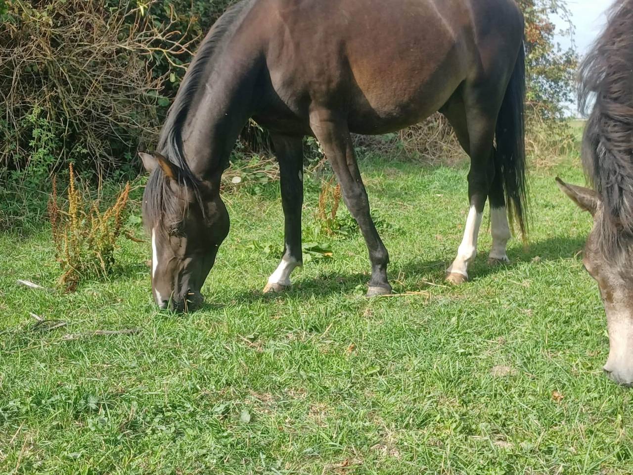 Poney PFS C 2 ans