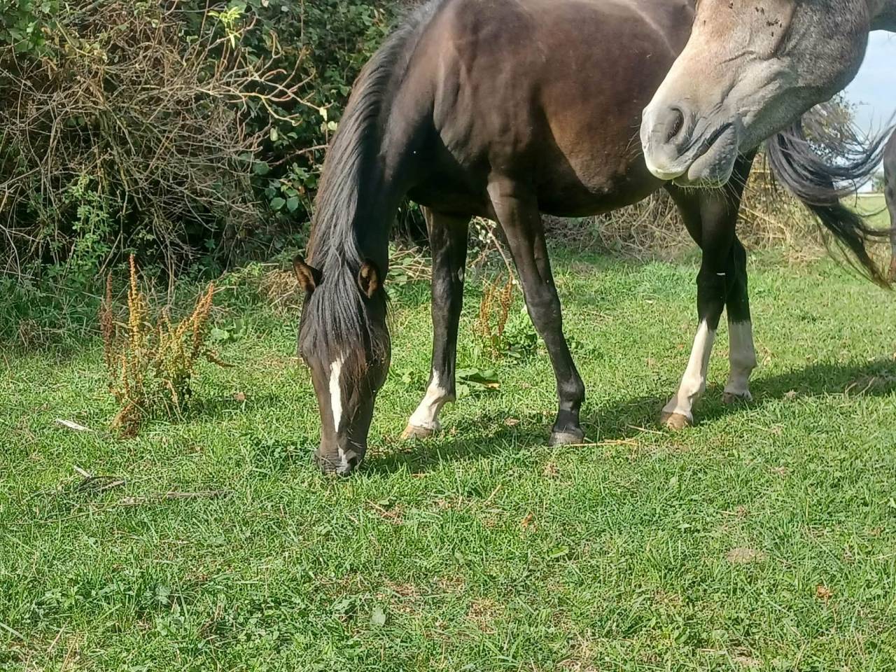 Poney PFS C 2 ans