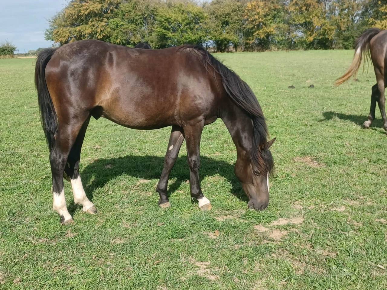 Poney PFS C 2 ans