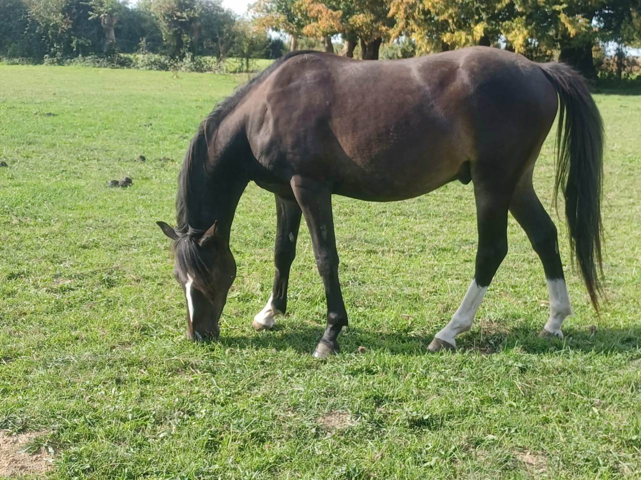Poney PFS C 2 ans
