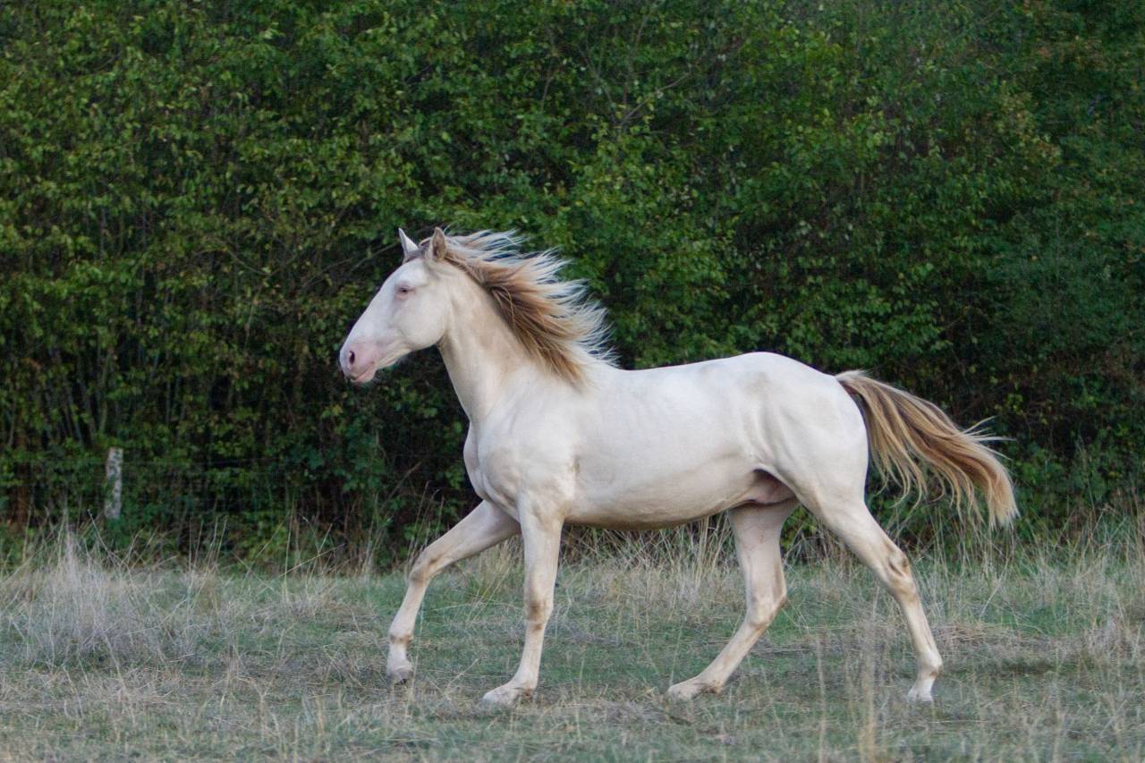 Pand&rsquo;or des AAD &ndash; Poulain Lusitanien OC &ndash; 18 mois 