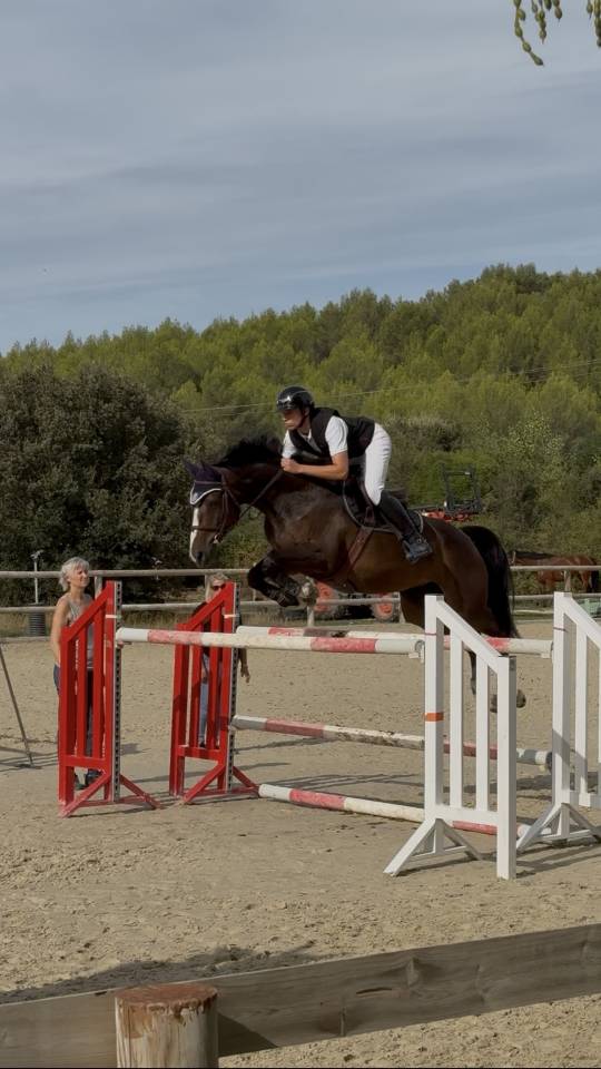 A vendre Jument 8 ans par LAUTERBACH/IDEAL DE LA LOGE