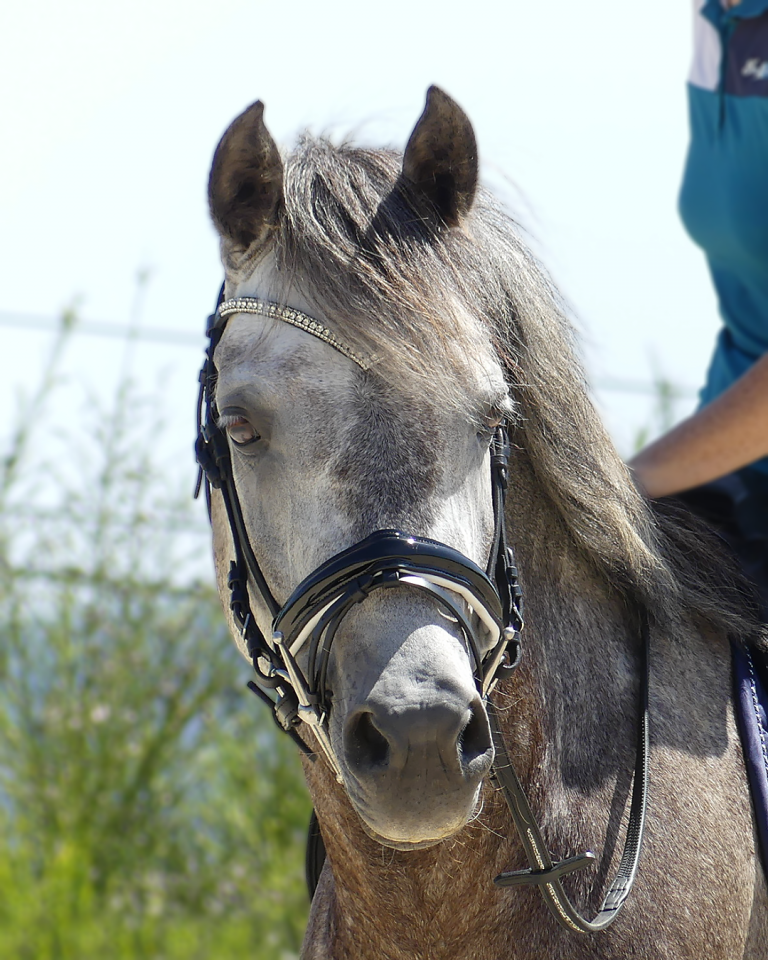 Poney de sport &agrave; prendre en demi-pension