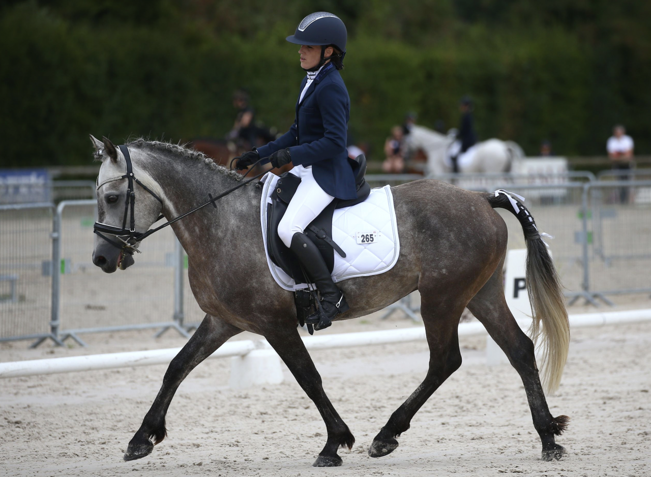 Poney de sport &agrave; prendre en demi-pension