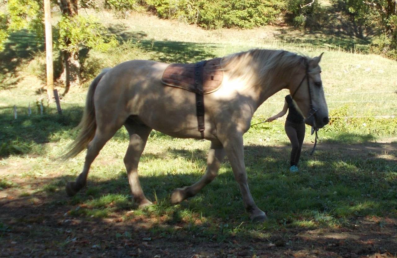 Cheval de loisirs 6 ans