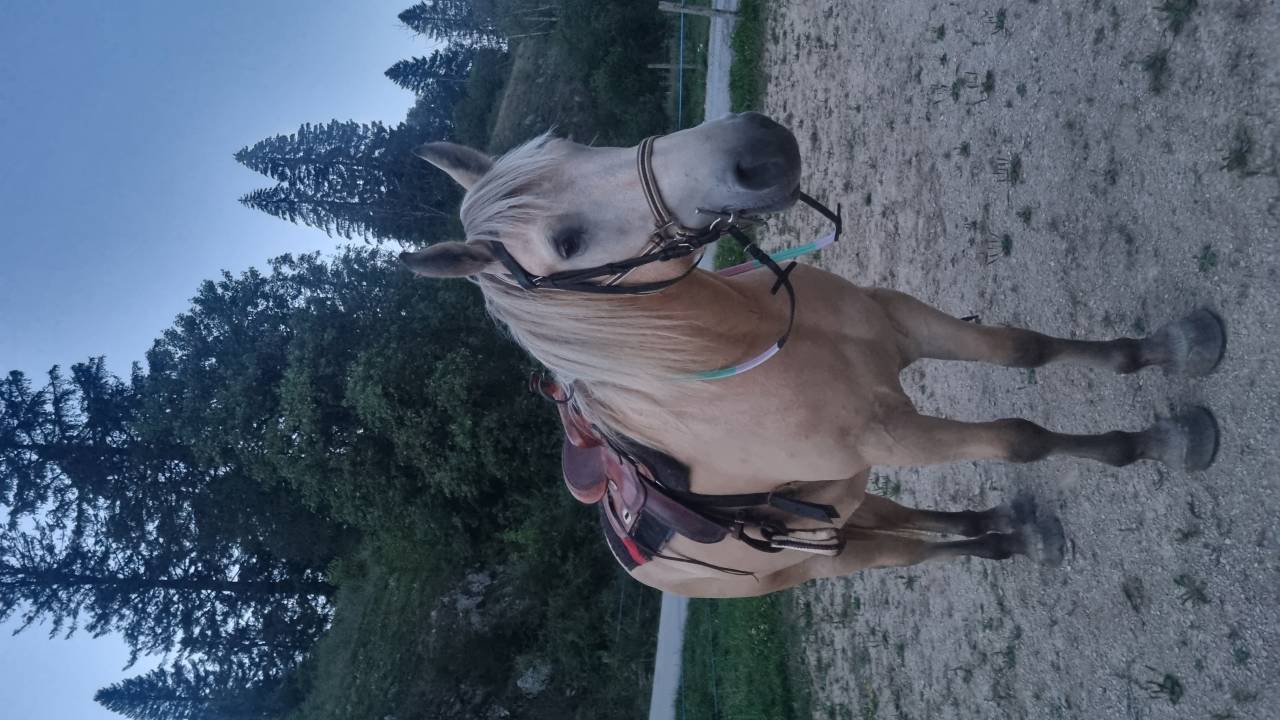 Cheval de loisirs 6 ans