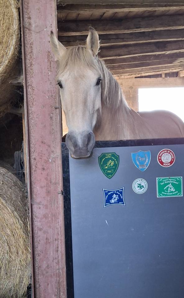 Cheval de loisirs 6 ans
