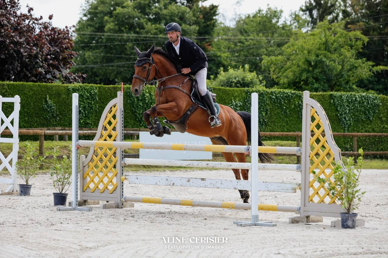 hongre de 9 ans baie  1m68