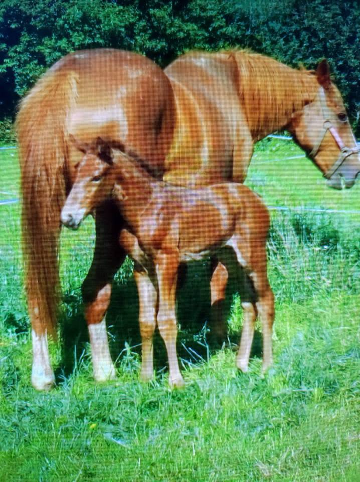 hongre de 9 ans baie  1m68